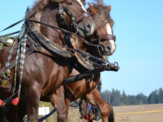 hubert_08