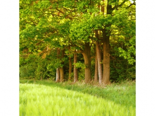 okoli1